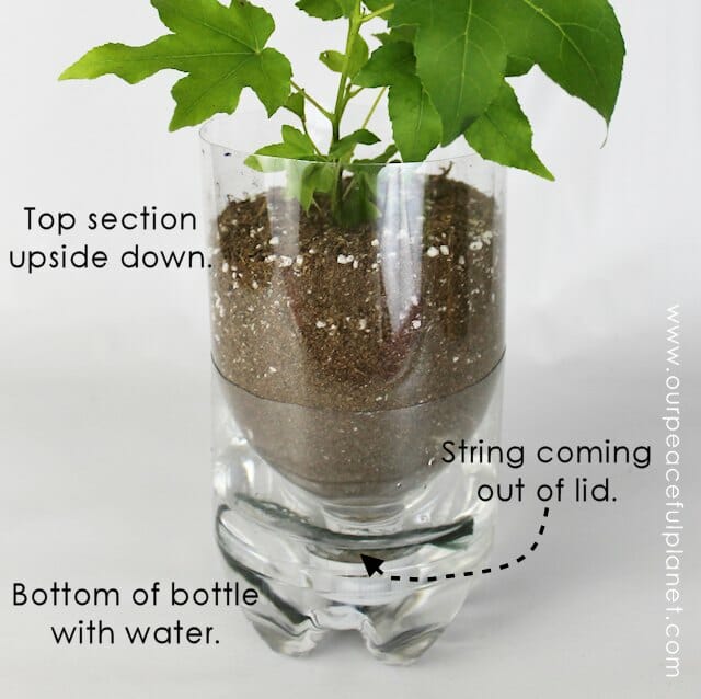 Plastic Bottle planters