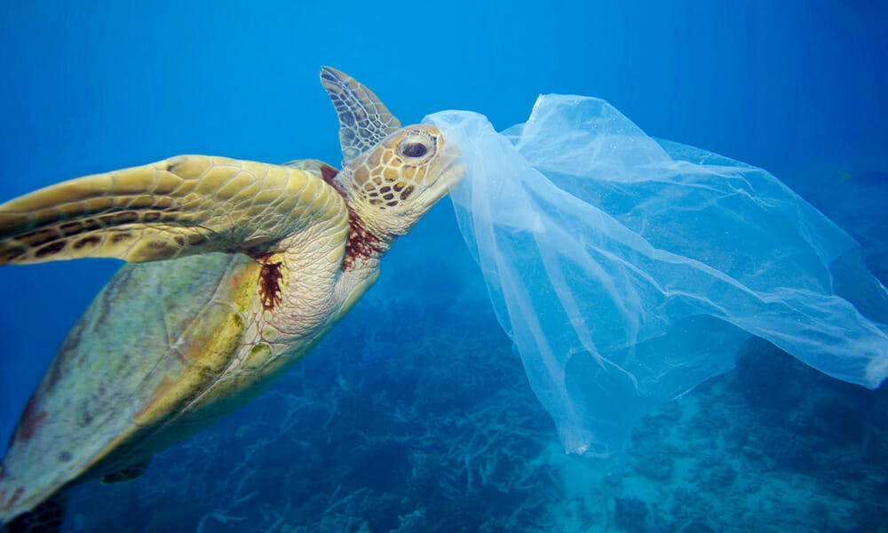 reduce the use of plastic bags