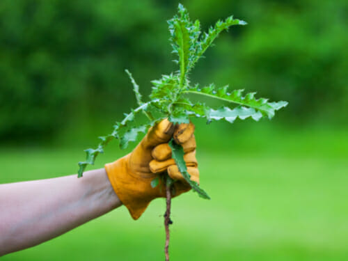 pulling weeds by hand