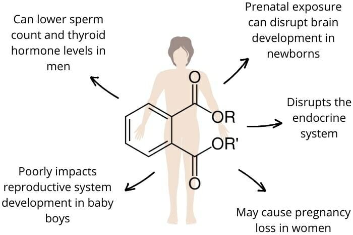 Health-Effects-of-Phthalates